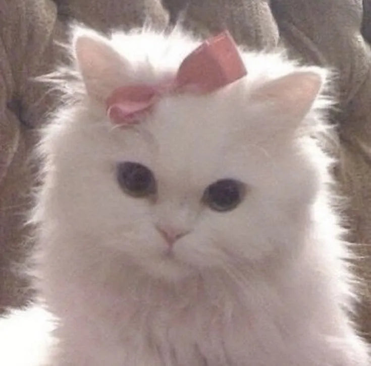 Cat - Playful Companion for Every Home