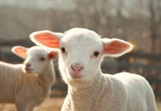 SHEEP