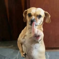 bog